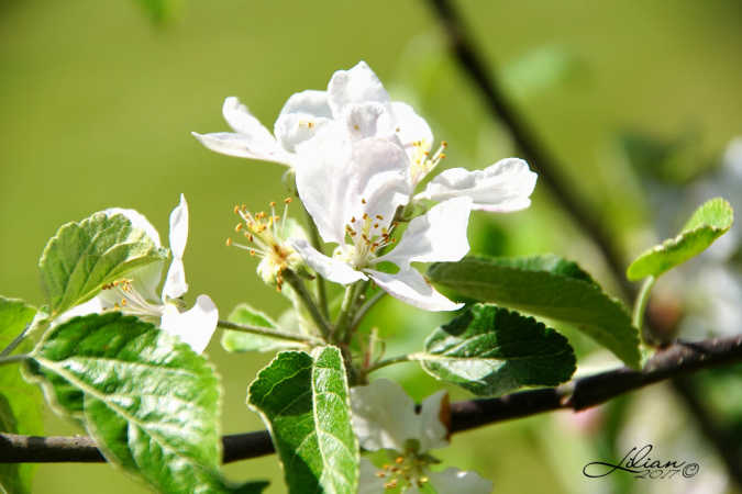 Hurra for æbleblomster