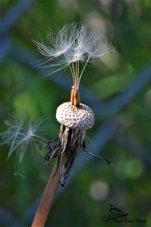 så er det slut med den Mælkebøtte  