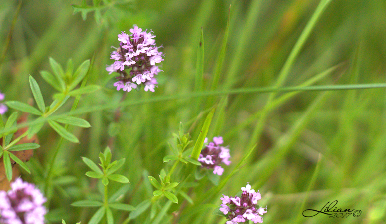 Blomster ved bækken