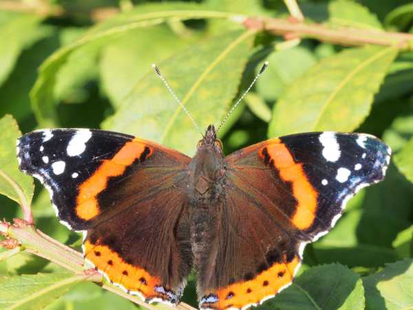 Sensommer sommerfugl