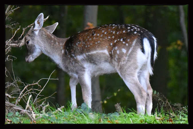 den gik i udkant af gråsten skov sammen med tre andre