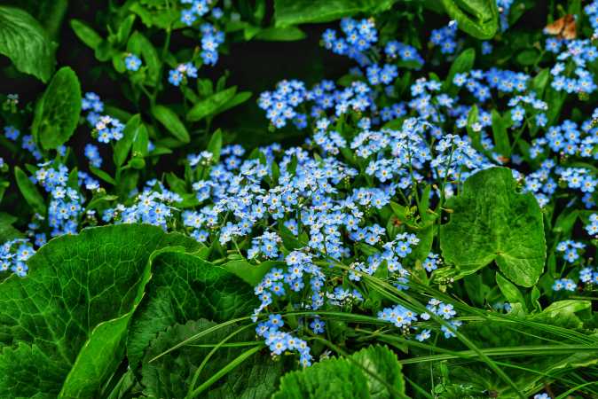 Blå blomster