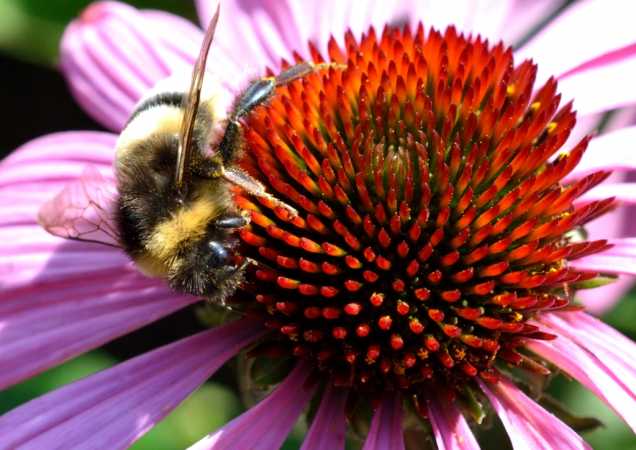 brumbasse på blomst