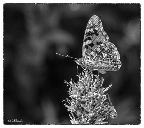 _DSC9668 sommerfugl sh