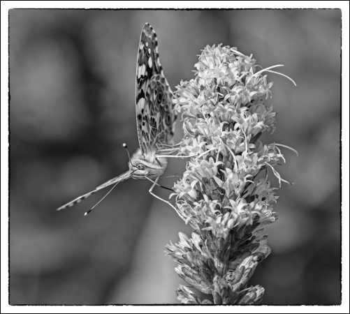 _DSC9922 sommerfugl sh