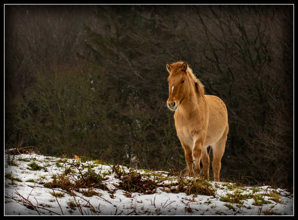 _DSC577Konik 