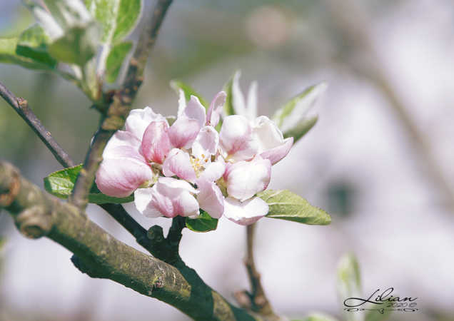 æbleblomst