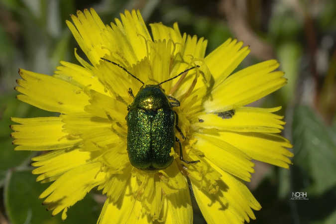 cryptocephalus aureolus