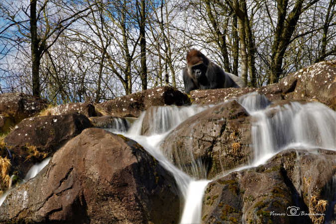 Gorilla ved vandfald