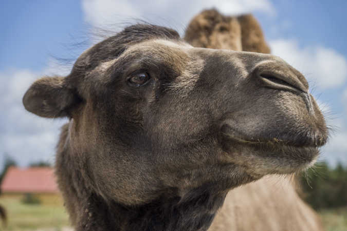 Nysgerrig Kamel
